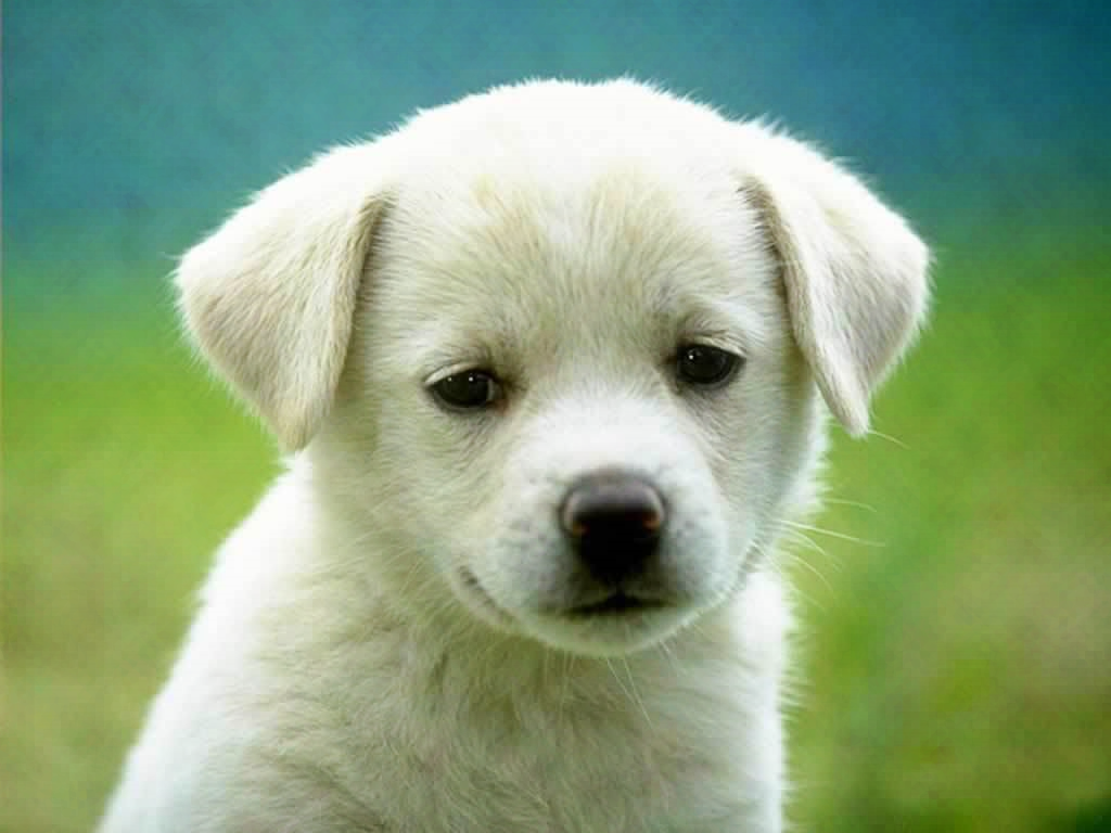 image of a white puppy used in the Elucida trials, encoded for 'love'